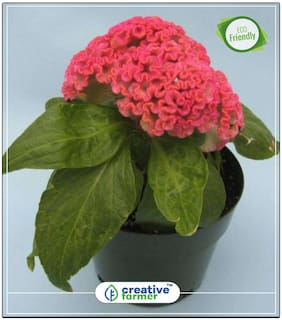 Seeds : Kozhi Poo Garden Plant Seeds Economy Gardening Plant Seeds