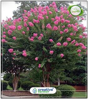 Seeds : Lagerstroemia Speciosa Flowering Tree Seeds Economy Gardening Plant Seeds