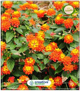 Seeds : Lantana Camara - Bands Nagaairi Phullaki Putus Tantbi Flower Seed For Winter Economy Gardening Plant Seeds