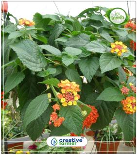 Seeds : Lantana Camara Hanging Basket Flower Seeds Flower Seed Summer Economy Gardening Plant Seeds