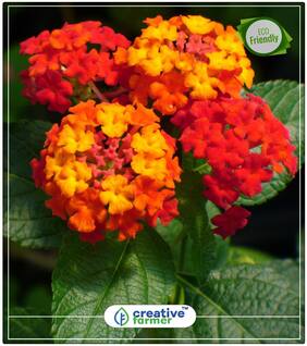 Seeds : Lantana Camara Flower Plant Seeds Economy Gardening Plant Seeds