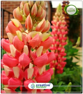 Seeds : Large-Leaved Lupine Plants Seeds Decorative Economy Gardening Plant Seeds