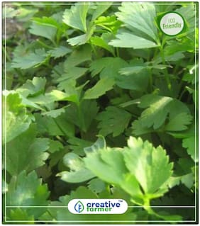 Seeds : Leaf Celery Or Cutting Celery - Grown For Leaves Herb Seeds For Garden Economy Gardening Plant Seeds