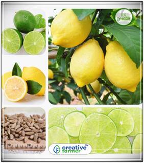 Seeds : Lemon Seeds Dwarf High Quality Fruit Seeds For All Season Fruit Seeds Economy Gardening Plant Seeds