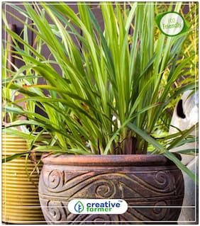 Seeds : Lemon Grass - West Indian Lemon Grass Herb Seeds For Garden Economy Gardening Plant Seeds