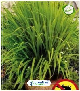 Seeds : Lemon Grass - Native To India Herb Seeds For Kitchen Garden Economy Gardening Plant Seeds