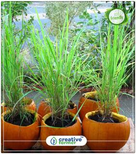 Seeds : Lemon Grass - Gandhatrina Herb Seeds For Kitchen Garden Economy Gardening Plant Seeds