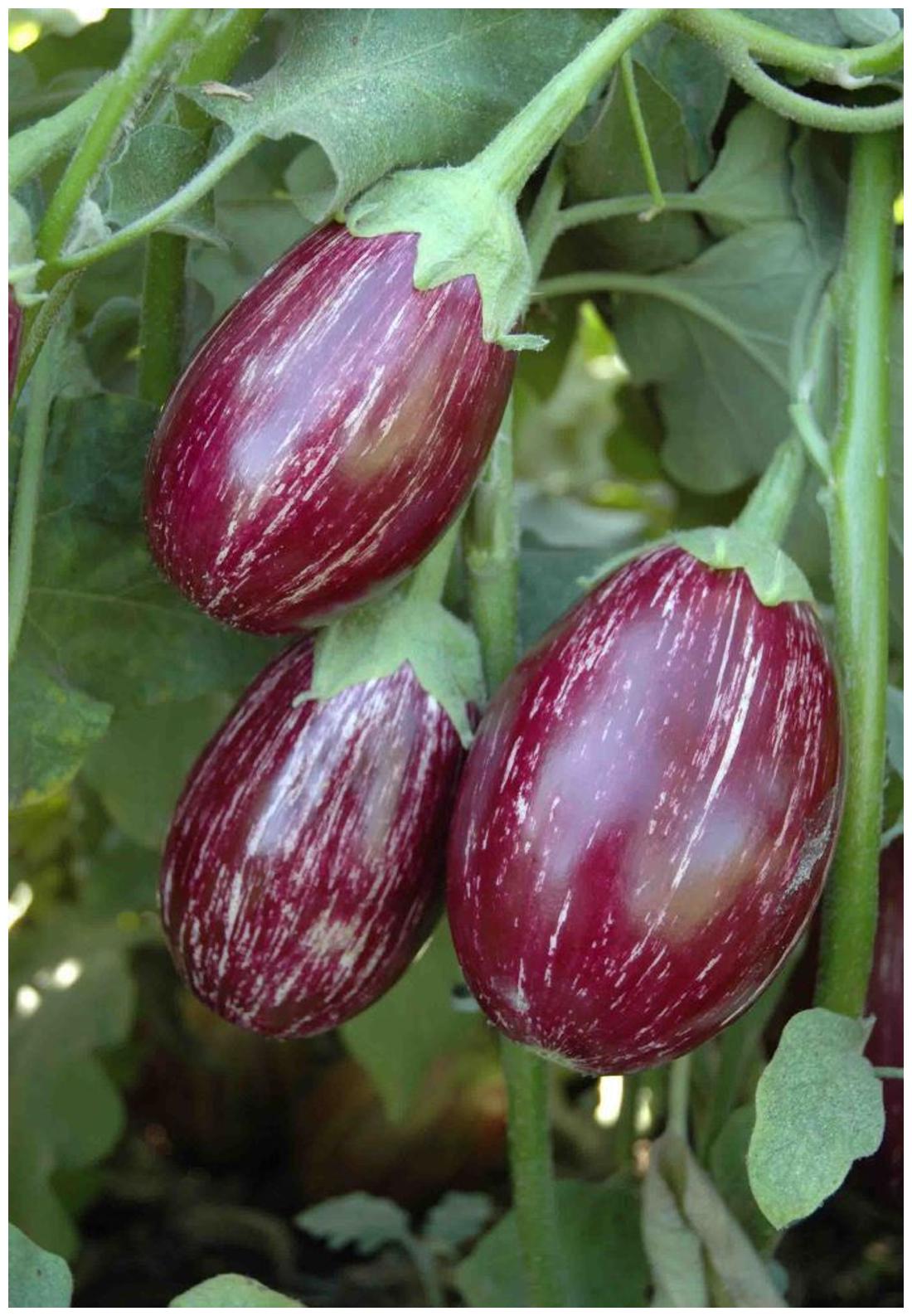 https://assetscdn1.paytm.com/images/catalog/product/H/HO/HOMSEEDS-LITTLERDRO68855540B3D77B/1563034623669_1..jpg