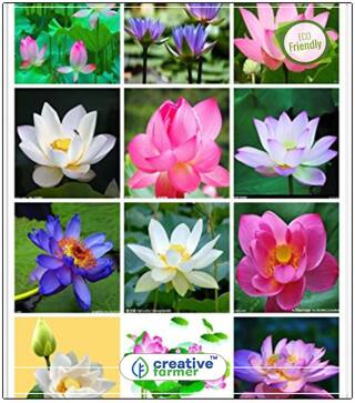Seeds : Lotus Seeds For Home Garden Flower Seeds For Garden Balcony Economy Gardening Plant Seeds
