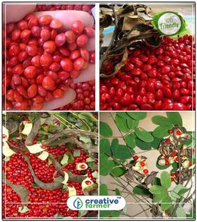 Seeds : Lucky Plants For Home Red Dye Wood Seeds Tree Seeds For Garden Economy Gardening Plant Seeds