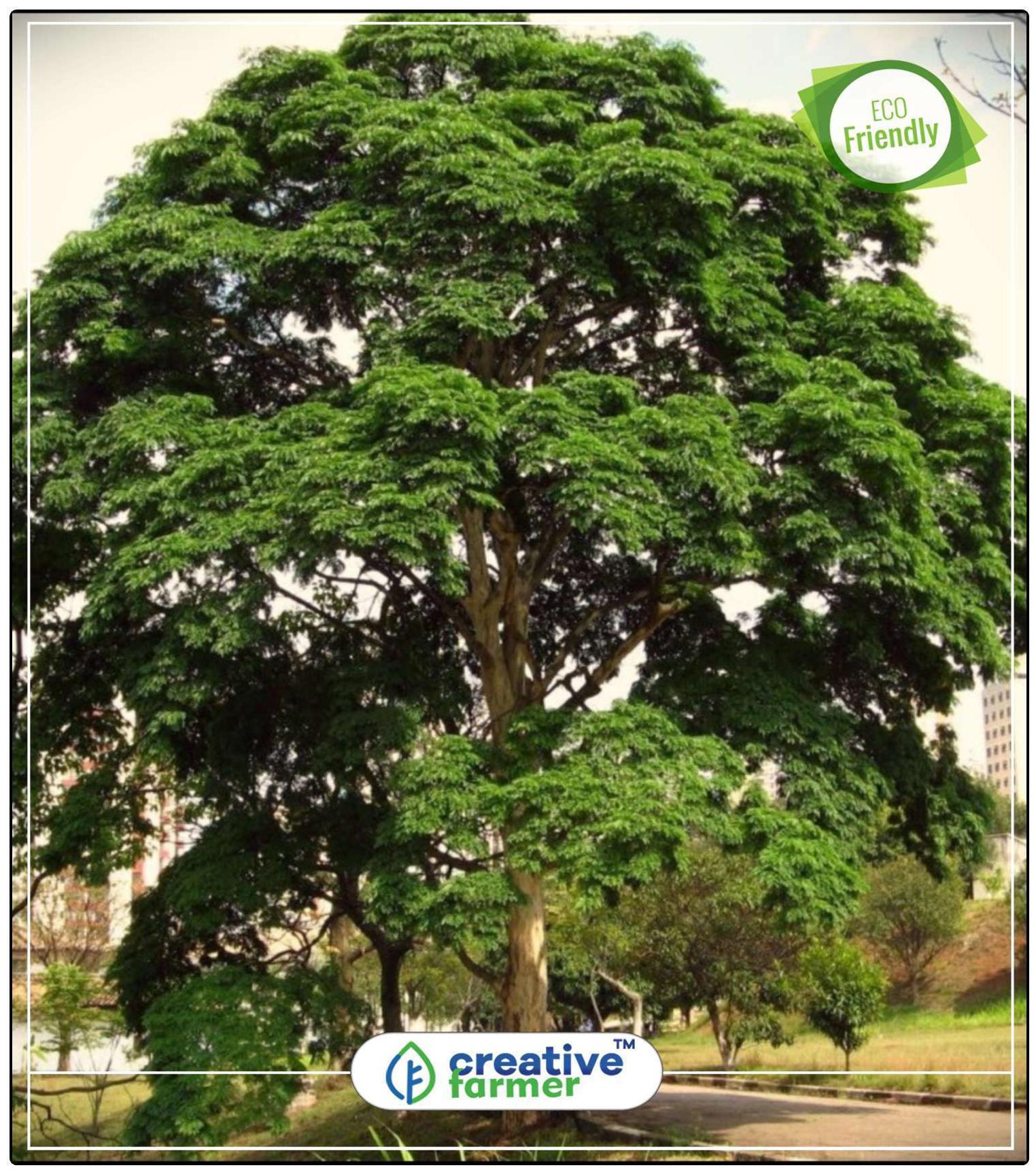 https://assetscdn1.paytm.com/images/catalog/product/H/HO/HOMSEEDS-LUCKY-CREA88747A038BF87/1563100449064_0..jpg