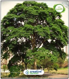 Seeds : Lucky Plant For Home Acacia Coral Seeds For Farming Economy Gardening Plant Seeds