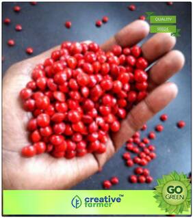 Seeds : Lucky Bead Tree Red Bead Tree- Timber Tree Seeds Seeds For Farming Premium Economy Kitchen Garden Plant Seeds