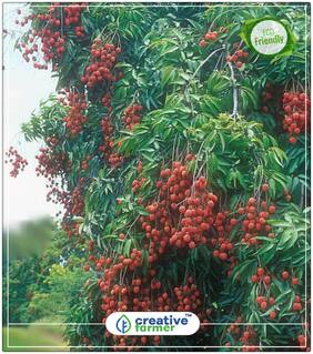 Seeds : Lychee Fruit Seeds Fruit Plants Economy Gardening Plant Seeds