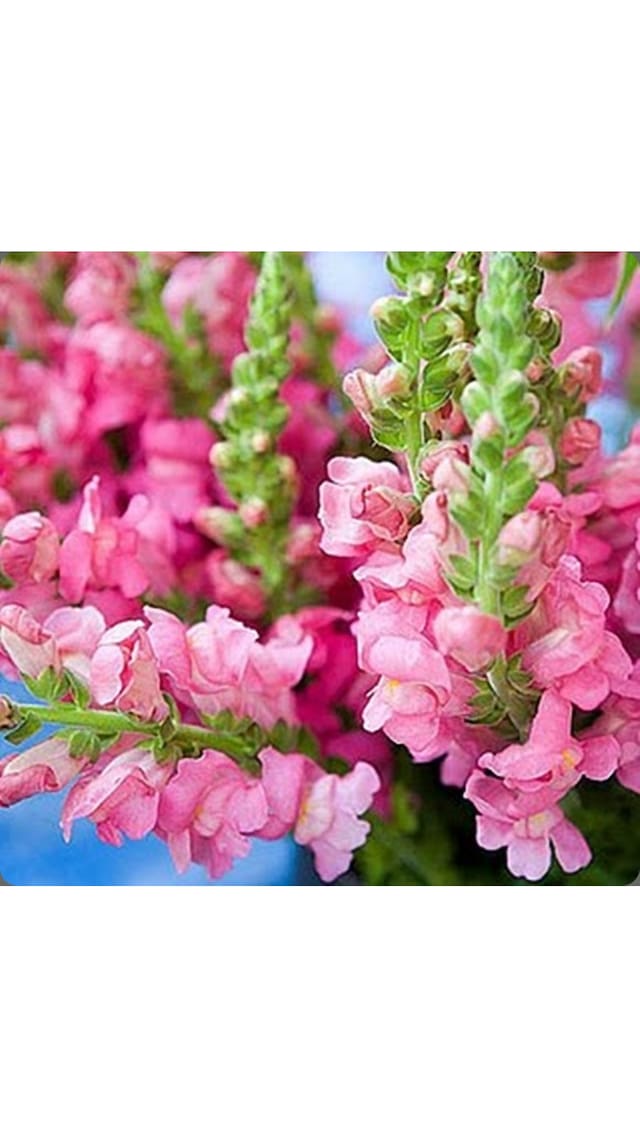 Seeds Magnif Anthrinium Flowers Multi-Colour Seeds for Home Garden - Pack of 50 Seeds