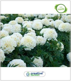 Seeds : Marigolds Erecta White From Ukraine Winter Seeds For Home Garden Economy Gardening Plant Seeds
