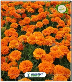 Seeds : Marigold Gulzafri Orange Summer Seeds For Home Garden Economy Gardening Plant Seeds