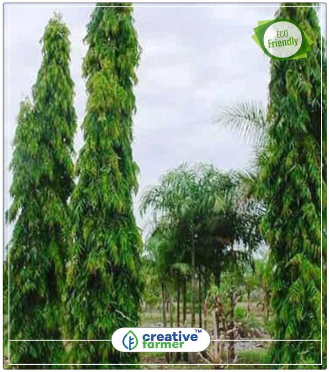 Seeds : Mast Tree Tree Long Economy Gardening Plant Seeds