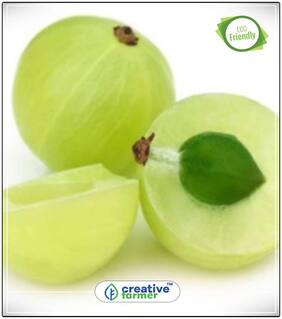 Seeds : Medicinal Plant Or Indian Gooseberry Seeds Fruit Seeds Economy Gardening Plant Seeds