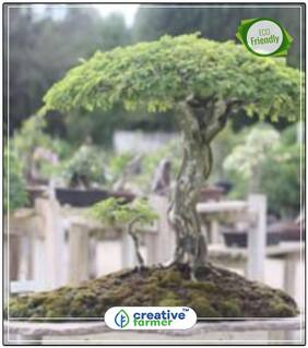 Seeds : Mimosa Saman Flowering Tree Economy Gardening Plant Seeds