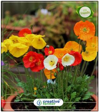 Seeds : Mixed Colours California Poppy Plant Seeds Garden Economy Gardening Plant Seeds