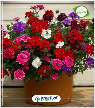 Seeds : Mosquito Plant(Mosquito Repellent) Flower Seed Kit Economy Gardening Plant Seeds