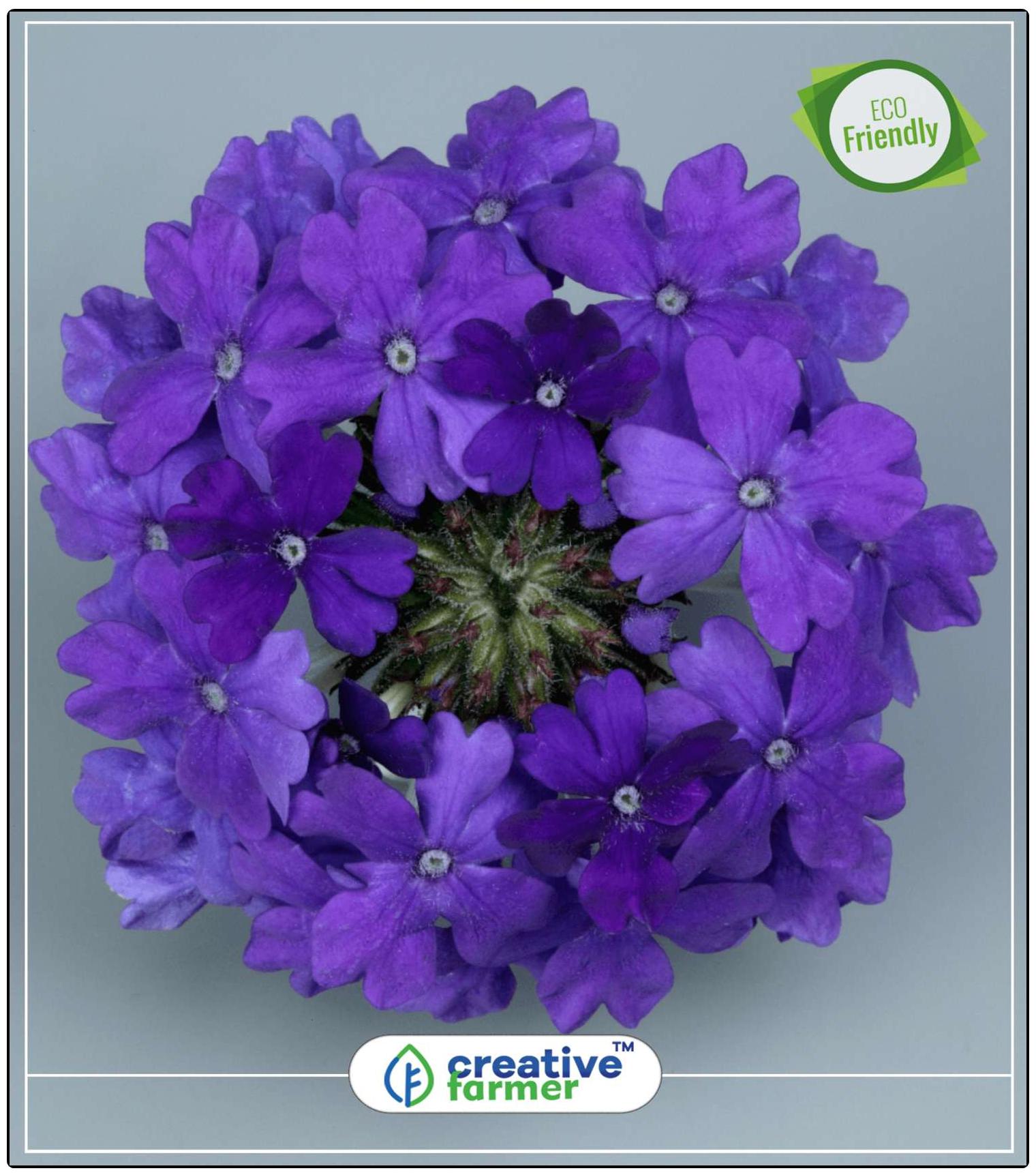 https://assetscdn1.paytm.com/images/catalog/product/H/HO/HOMSEEDS-MOSQUICREA887479C93A574/1563043037115_0..jpg