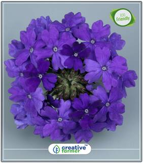 Seeds : Mosquito Plant(Mosquito Repellent) Blue Kitchen Garden Seeds Economy Gardening Plant Seeds
