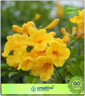 Seeds : Nagashenbagam Flower Plant Seeds For Edging Flowering Plant Seeds Premium Economy Kitchen Garden Plant Seeds
