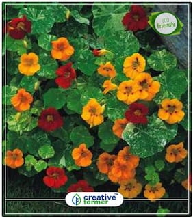 Seeds : Nasturtium Officinale Summer Seeds Flower Hybrid Economy Gardening Plant Seeds