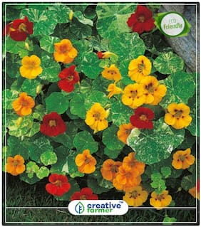 Seeds : Nasturtiums Wall Climbing Flower Winter Seeds To Plant Economy Gardening Plant Seeds