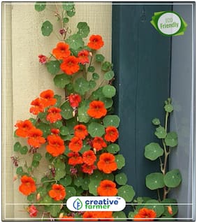 Seeds : Nasturtium Succulent Type Plant Plant Seeds For Hanging Pots Economy Gardening Plant Seeds