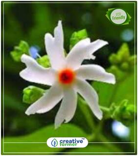 Seeds : Night-Flowering Jasmine - Sweet Scented Flowers Flowering Plants Seeds Economy Gardening Plant Seeds
