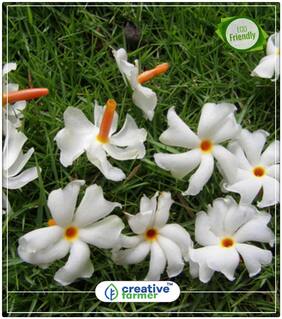 Seeds : Night Jasmine Flowering Plants Economy Gardening Plant Seeds