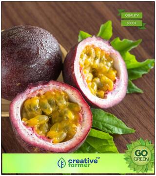 Seeds Of Fruits Delicious Panama Red Violety Passion Fruit Premium Kitchen Garden Plant Seeds