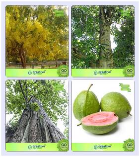 Seeds Of Trees For Garden Cassia Fistula;Gmelina Arborea;Teak Seeds;Guava Combo For Home Garden Ornamental Tree