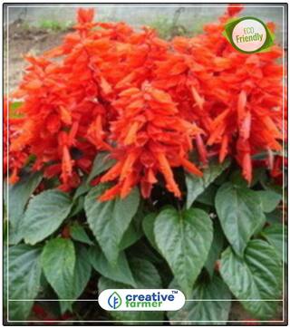 Seeds : Open Pollinated Salvia Mixed Seeds Flowering Seeds Economy Gardening Plant Seeds