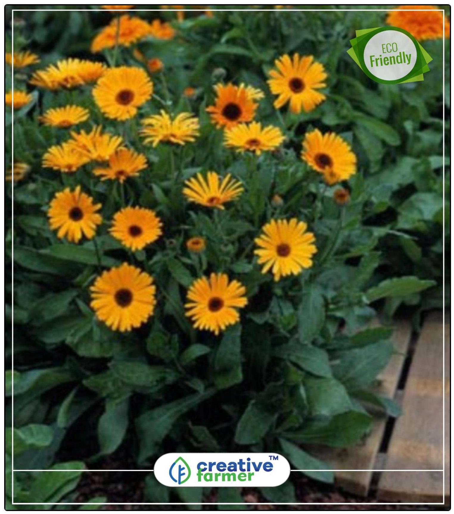 https://assetscdn1.paytm.com/images/catalog/product/H/HO/HOMSEEDS-ORANGECREA88747DF832835/1563036759387_0..jpg