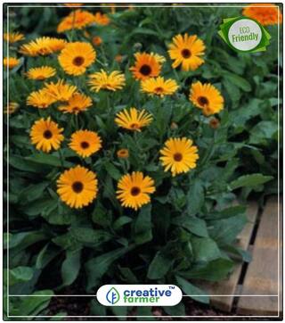 Seeds : Orange Pot Marigold (Dwarf) Plants Seeds For Mini Pots Economy Gardening Plant Seeds