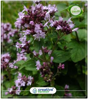 Seeds : Oregano Culinary Herb Seeds Herb Seeds For Planting Economy Gardening Plant Seeds