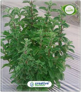 Seeds : Oregano Perennial Herb Herb Seeds For Kitchen Garden Economy Gardening Plant Seeds