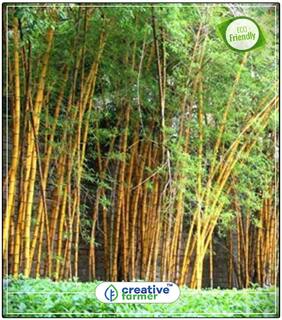 Seeds : Organic Bamboo Seeds Suitabe To Grow In Gardens;Near Swimming Pools;Lawns Bamboo Seeds Economy Gardening Plant Seeds