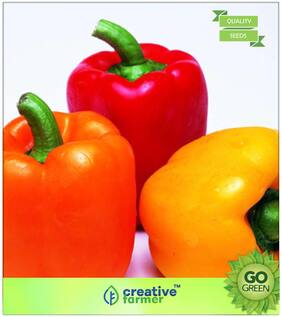 Seeds : Ornamental Plant Seeds : Mixed Orange;Red And Yellow - Capsicum Mixed Colours Premium Economy Kitchen Garden Plant Seeds