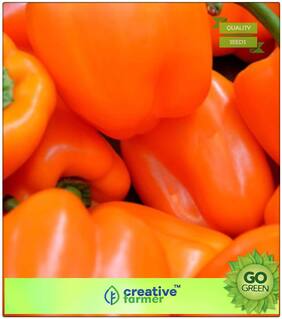 Seeds : Ornamental Vegetable Seeds : Capsicum American - Variety Premium Economy Kitchen Garden Plant Seeds