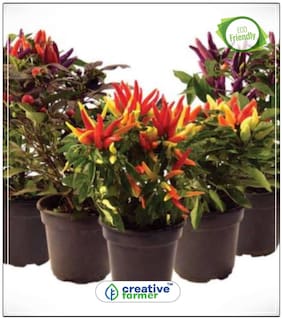 Seeds : Ornamental Plant Seeds - Chilli Vegetable Seeds Economy Gardening Plant Seeds