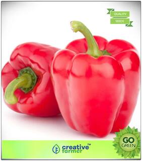 Seeds : Ornamental Vegetable Seeds : Bell Pepper Capsicum - Red Colour - Hybrid Premium Economy Kitchen Garden Plant Seeds