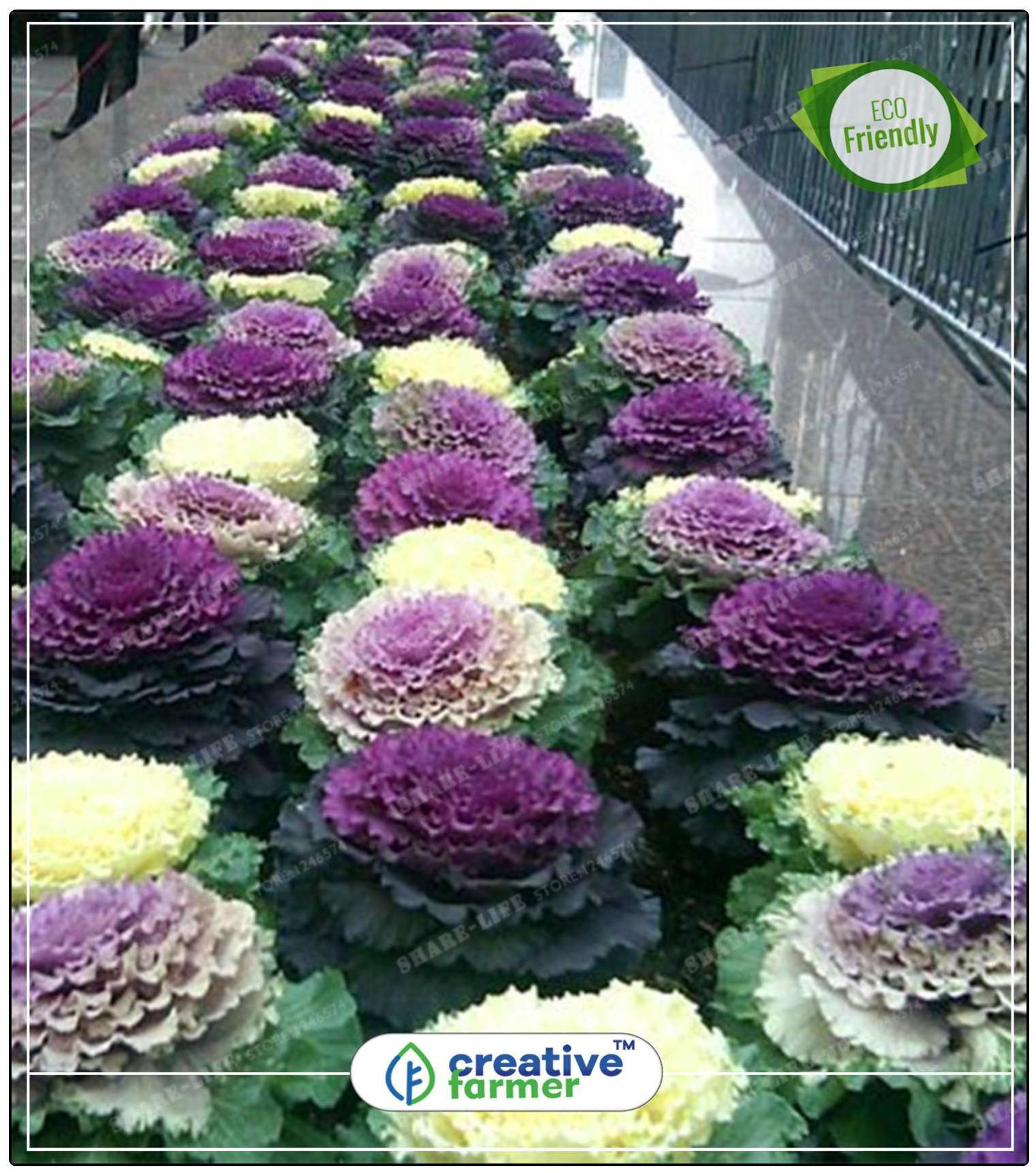 https://assetscdn1.paytm.com/images/catalog/product/H/HO/HOMSEEDS-ORNAMECREA8874752034824/1563043024382_0..jpg