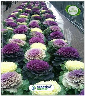 Seeds : Ornamental Leaf Cabbage Mixed Gardening Flower Seeds For Balcony Economy Gardening Plant Seeds