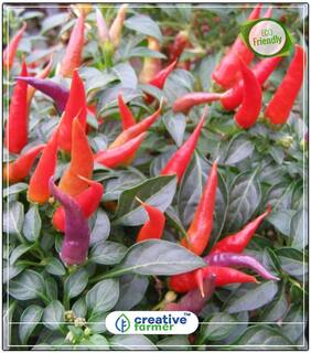 Seeds : Ornamental Chilli Seeds Vegetable Seeds Economy Gardening Plant Seeds