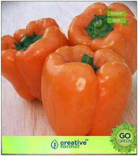 Seeds : Ornamental Vegetable Seeds : Hybrid Capsicum Orange Colour Premium Economy Kitchen Garden Plant Seeds
